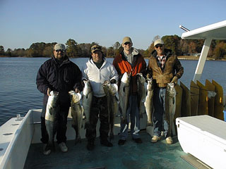 Pfau1124001a.jpg (22269 bytes)