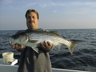 Stebbing1006001a.jpg (19178 bytes)