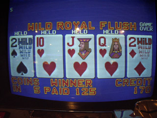 Annie's wild royal playing BDW
